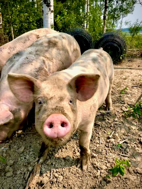 Pigs in forest from Black Barn Farms
