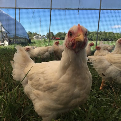 Field Sparrow Farms Pasture Raised Chicken