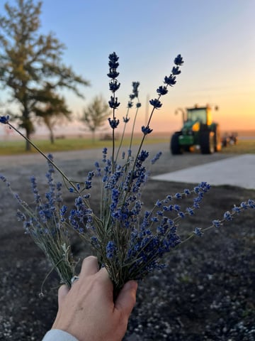 Holding lavender during lavender harvest at Pretty Road Lavender and Farm Store.