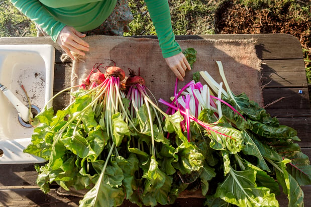 woman-farmer-sorting-freshly-picked-vegetables-on-2022-03-09-02-20-52-utc