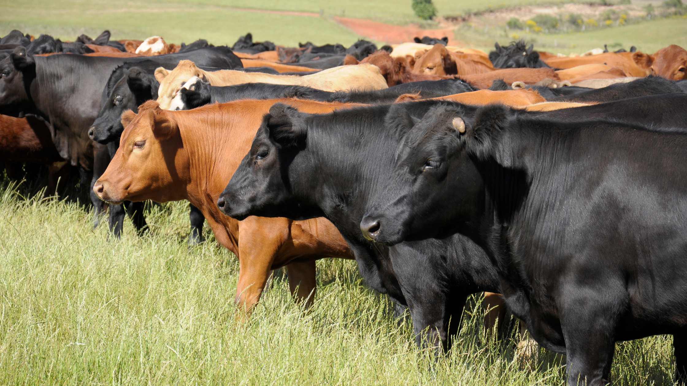 Cattle grazing on a grass field.