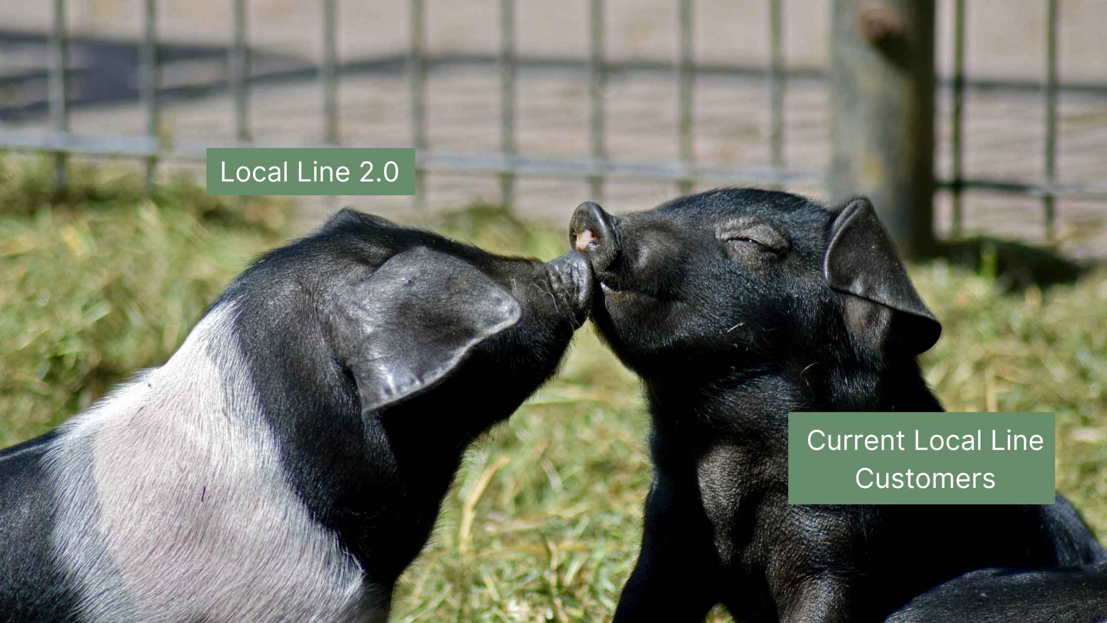 Local Line 2.0: The Best Platform Ever Built for the Local Food System