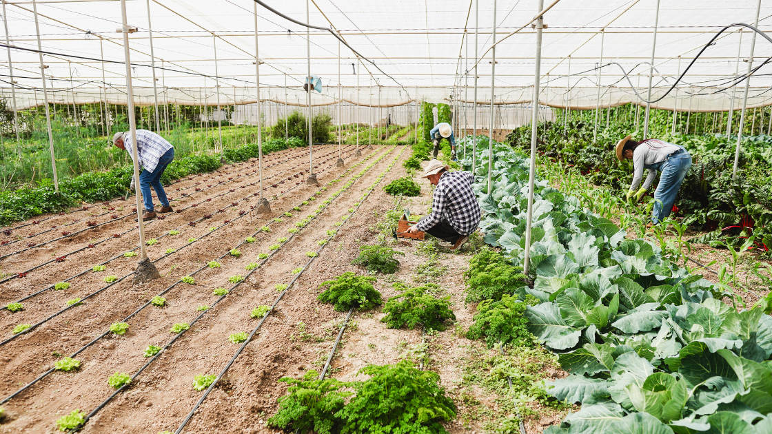 Farmers harvesting vegetables inside a hoop house for their online CSA