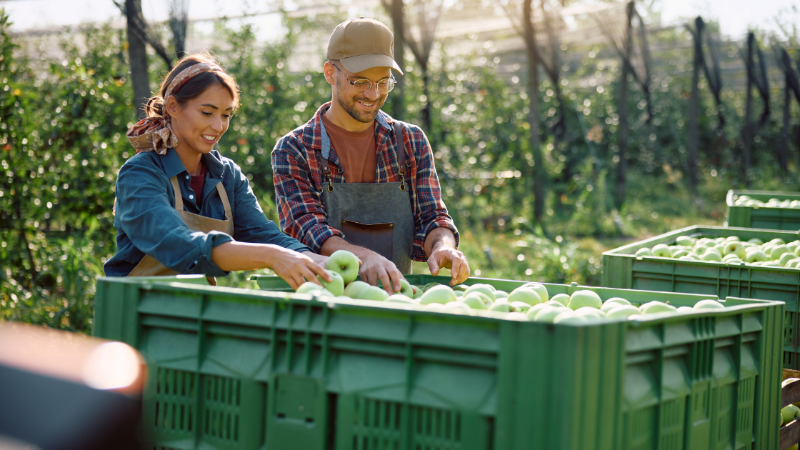 Farmers harvesting apples for wholesale. Placing apples inside green crate.